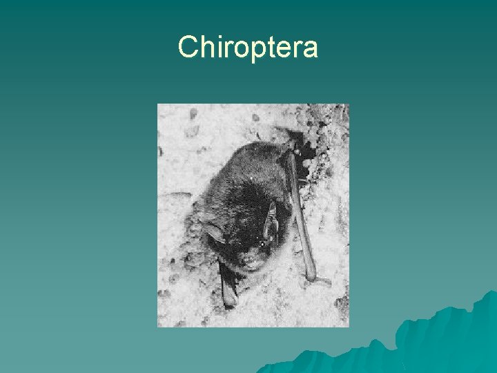 Chiroptera 