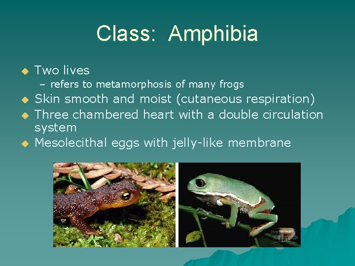 Class: Amphibia u Two lives – refers to metamorphosis of many frogs u u