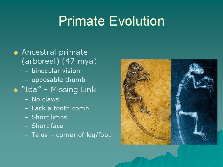 Primate Evolution u Ancestral primate (arboreal) (47 mya) – binocular vision – opposable thumb