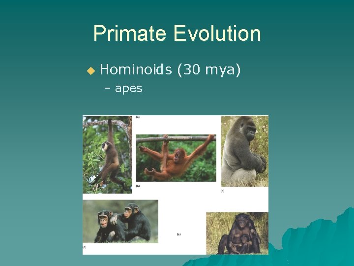 Primate Evolution u Hominoids (30 mya) – apes 