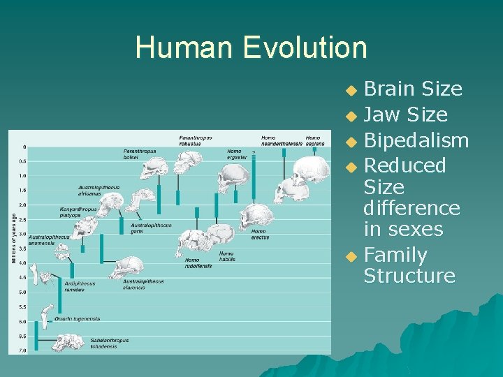 Human Evolution Brain Size u Jaw Size u Bipedalism u Reduced Size difference in