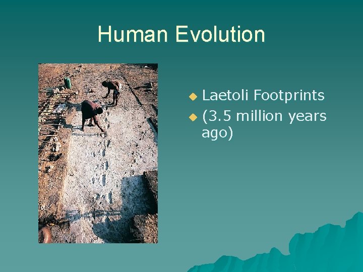 Human Evolution Laetoli Footprints u (3. 5 million years ago) u 