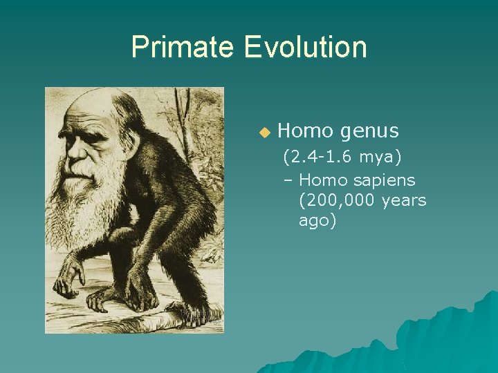 Primate Evolution u Homo genus (2. 4 -1. 6 mya) – Homo sapiens (200,