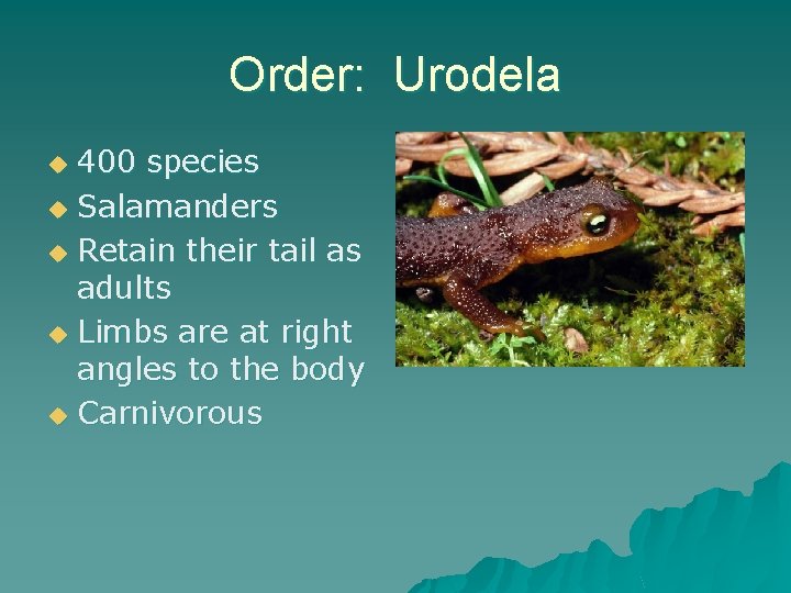 Order: Urodela 400 species u Salamanders u Retain their tail as adults u Limbs