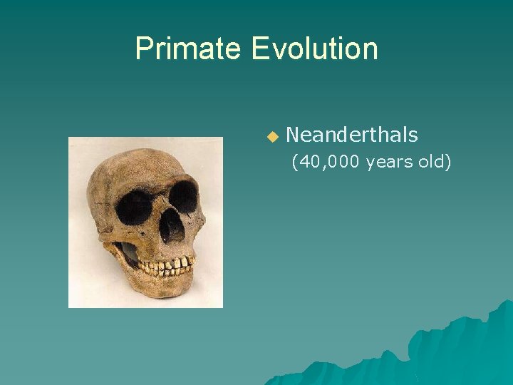 Primate Evolution u Neanderthals (40, 000 years old) 