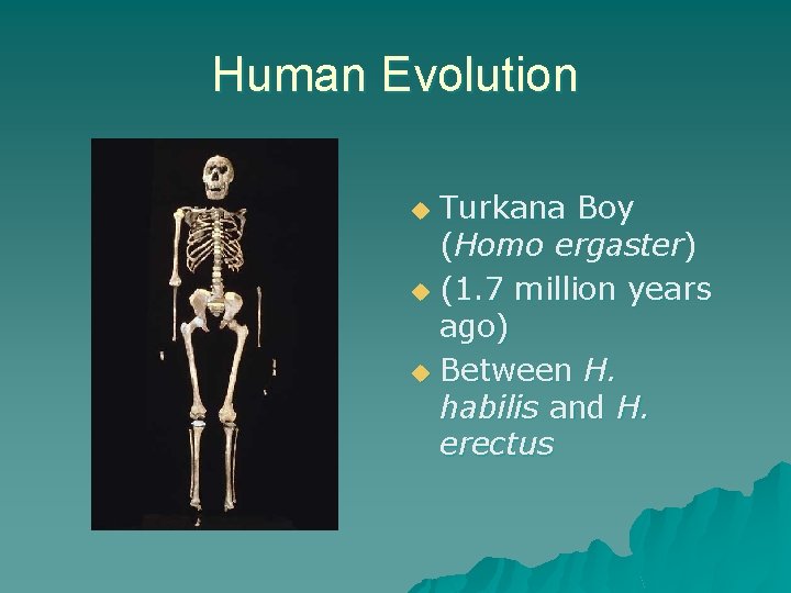 Human Evolution Turkana Boy (Homo ergaster) u (1. 7 million years ago) u Between