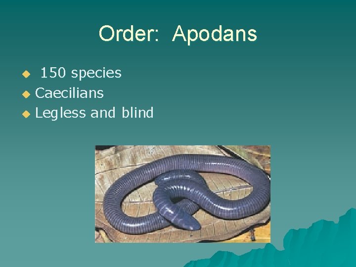 Order: Apodans 150 species u Caecilians u Legless and blind u 