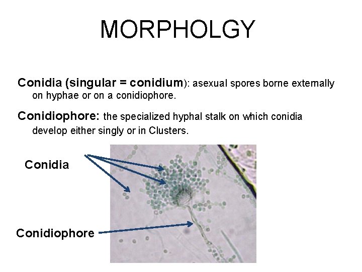 MORPHOLGY Conidia (singular = conidium): asexual spores borne externally on hyphae or on a