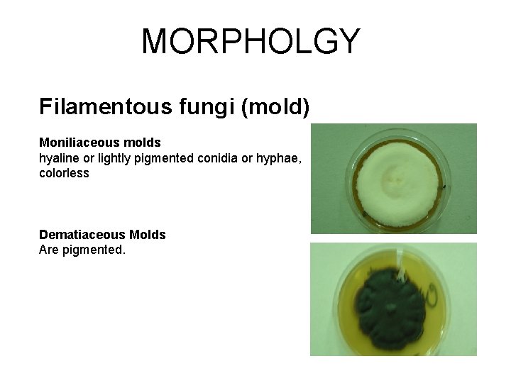 MORPHOLGY Filamentous fungi (mold) Moniliaceous molds hyaline or lightly pigmented conidia or hyphae, colorless