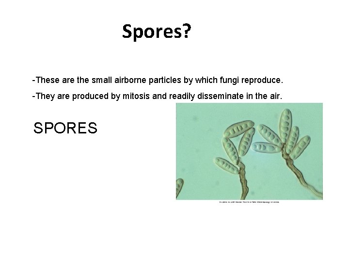 Spores? -These are the small airborne particles by which fungi reproduce. -They are produced