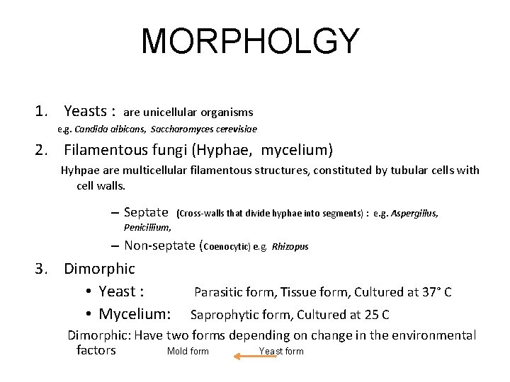MORPHOLGY 1. Yeasts : are unicellular organisms e. g. Candida albicans, Saccharomyces cerevisiae 2.