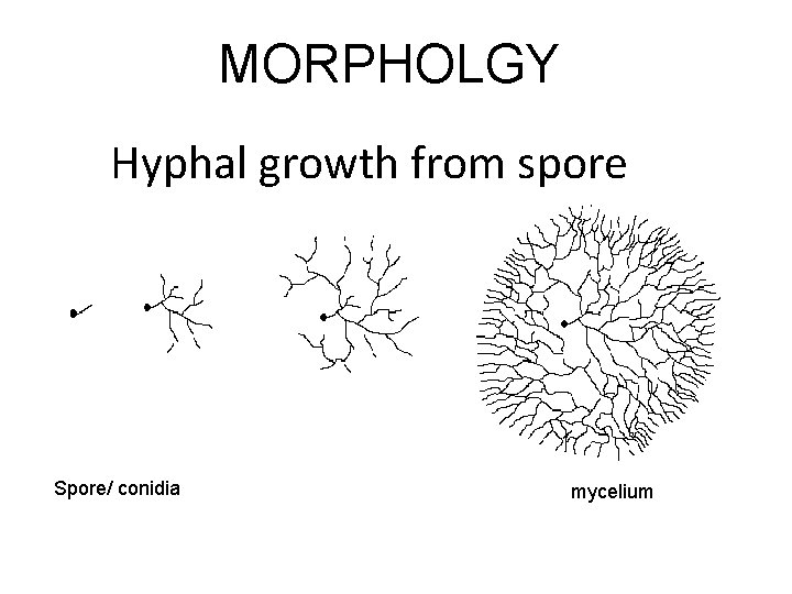 MORPHOLGY Hyphal growth from spore Spore/ conidia mycelium 