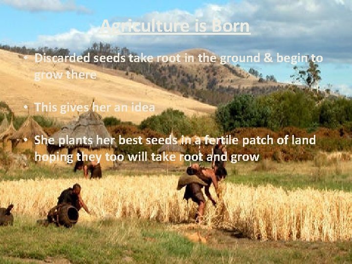 Agriculture is Born • Discarded seeds take root in the ground & begin to