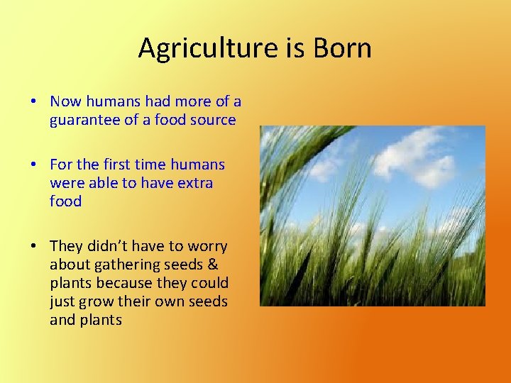 Agriculture is Born • Now humans had more of a guarantee of a food