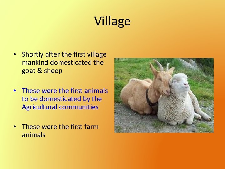 Village • Shortly after the first village mankind domesticated the goat & sheep •