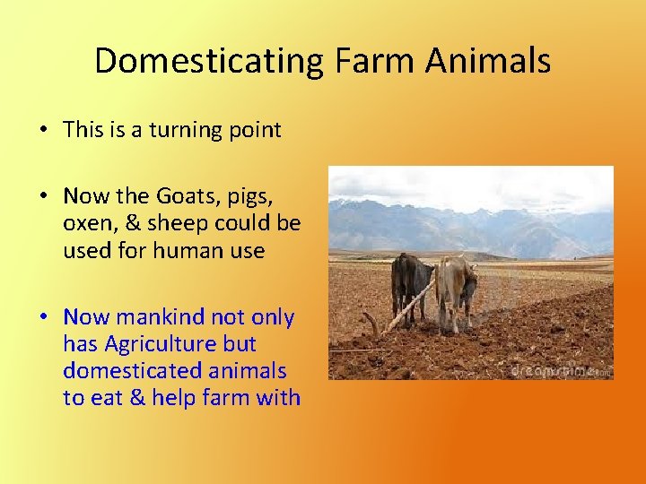 Domesticating Farm Animals • This is a turning point • Now the Goats, pigs,