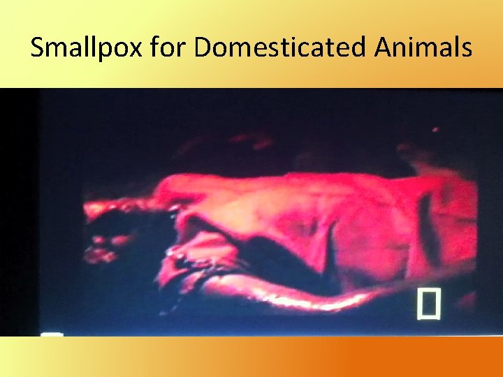 Smallpox for Domesticated Animals 