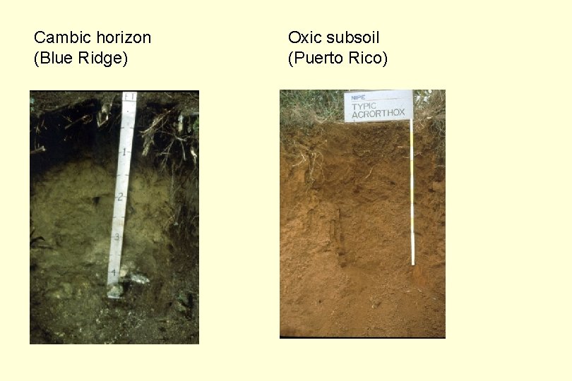 Cambic horizon (Blue Ridge) Oxic subsoil (Puerto Rico) 