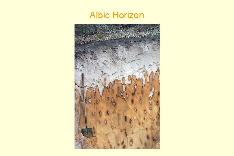 Albic Horizon 