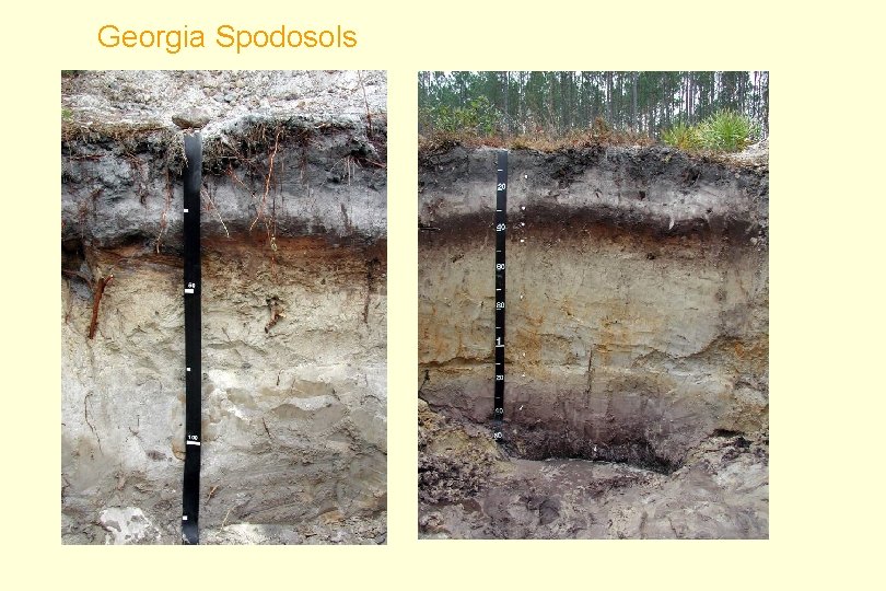 Georgia Spodosols 