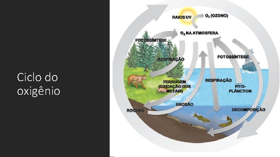 Ciclo do oxigênio 