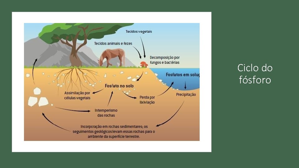 Ciclo do fósforo 