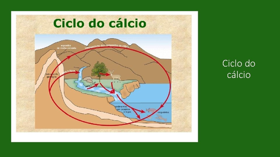 Ciclo do cálcio 
