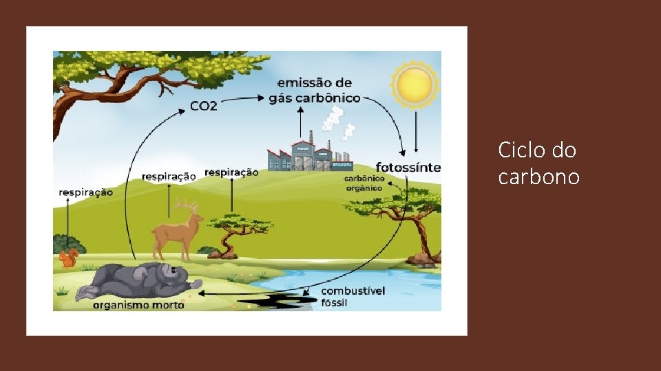 Ciclo do carbono 