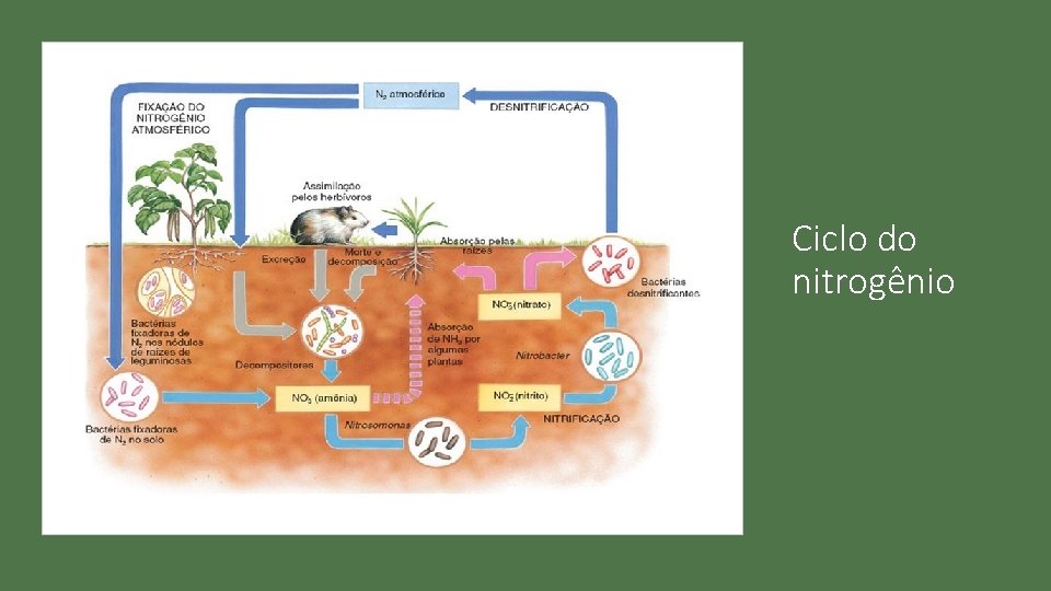 Ciclo do nitrogênio 