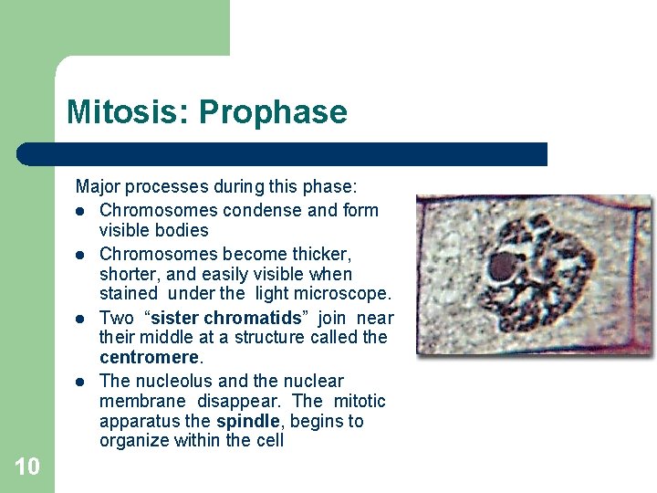 Mitosis: Prophase Major processes during this phase: l Chromosomes condense and form visible bodies