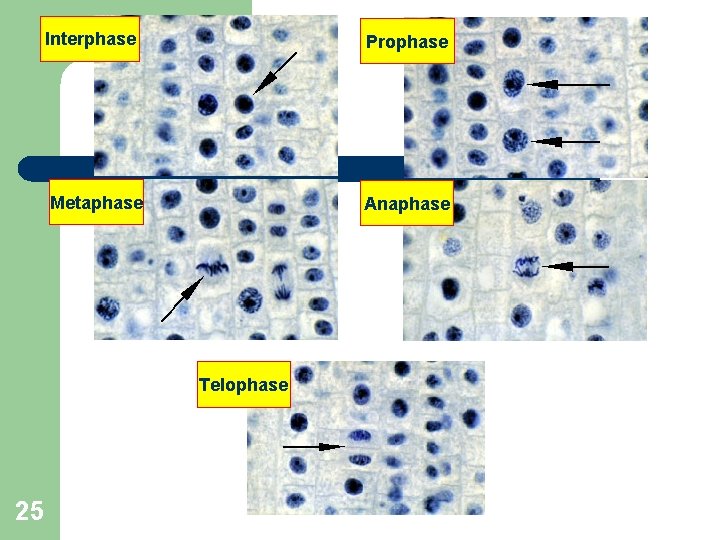 Interphase Prophase Metaphase Anaphase Telophase 25 