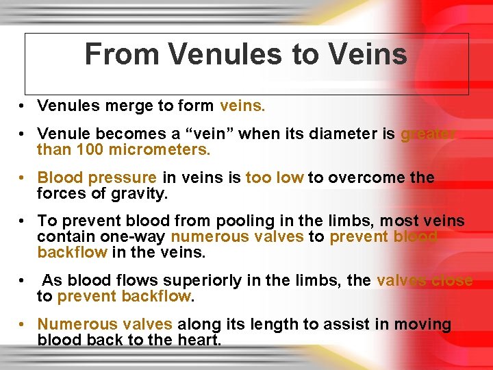 From Venules to Veins • Venules merge to form veins. • Venule becomes a