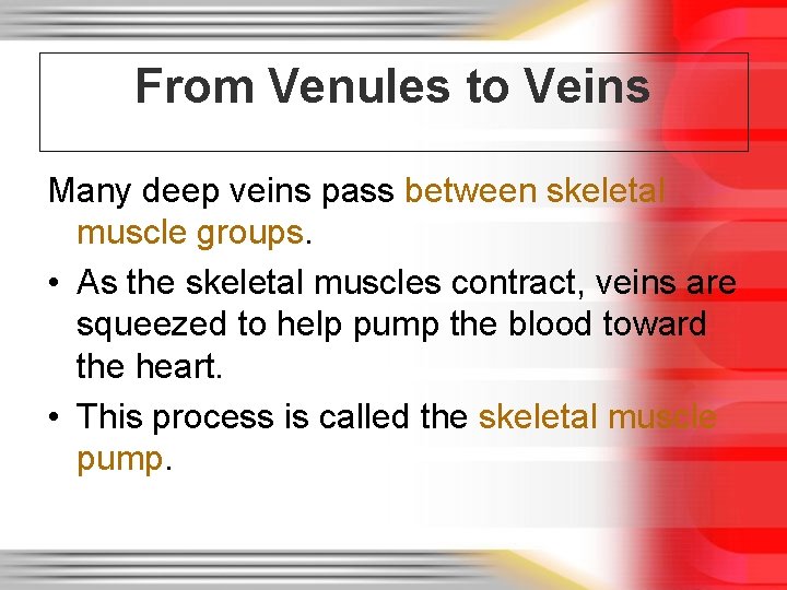 From Venules to Veins Many deep veins pass between skeletal muscle groups. • As