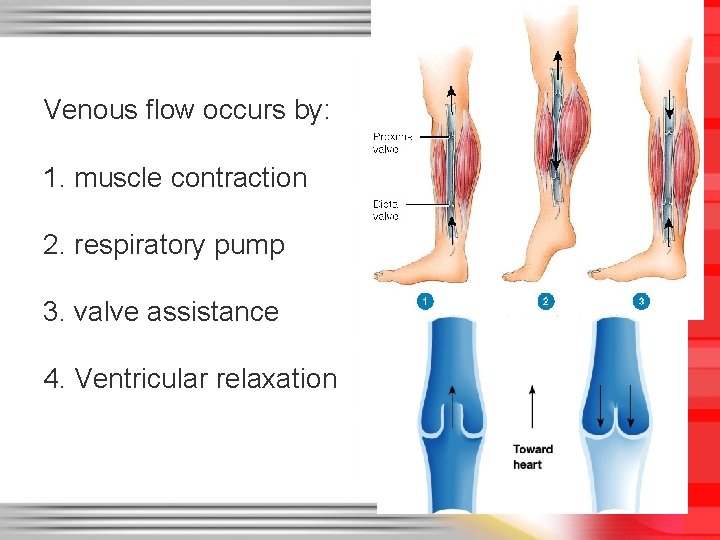 Venous flow occurs by: 1. muscle contraction 2. respiratory pump 3. valve assistance 4.