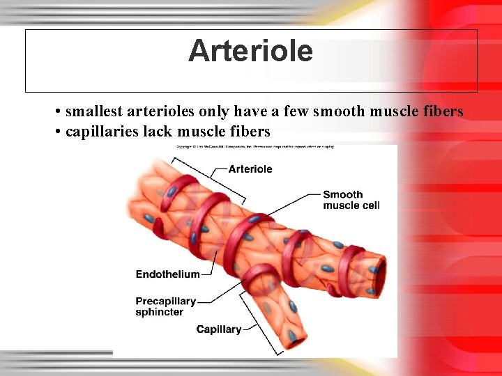Arteriole • smallest arterioles only have a few smooth muscle fibers • capillaries lack