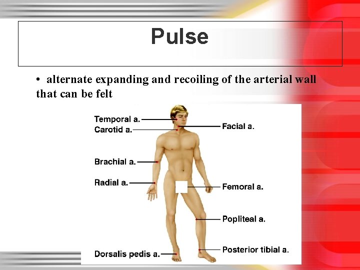 Pulse • alternate expanding and recoiling of the arterial wall that can be felt