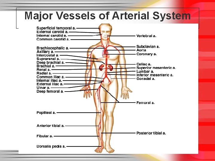 Major Vessels of Arterial System 