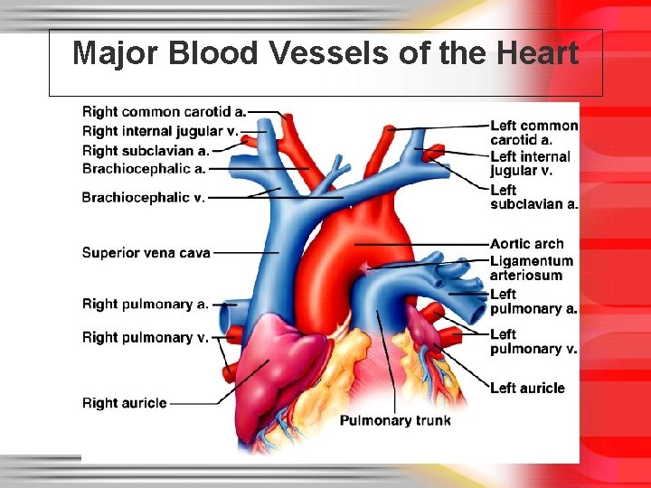 Major Blood Vessels of the Heart 