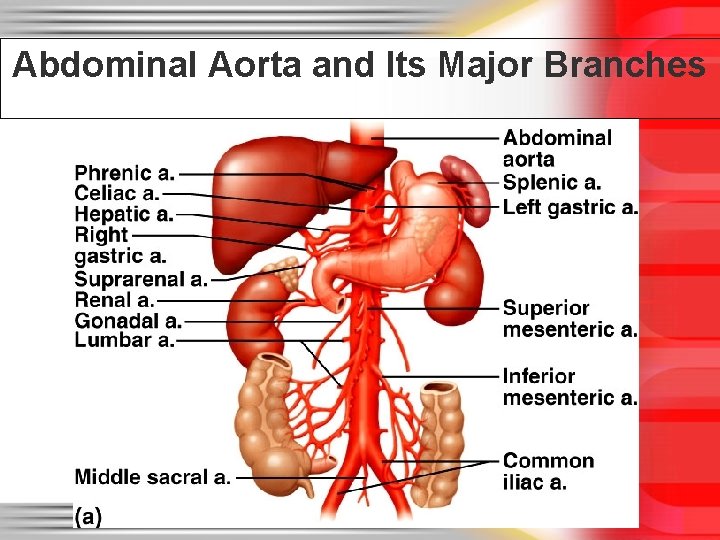 Abdominal Aorta and Its Major Branches 