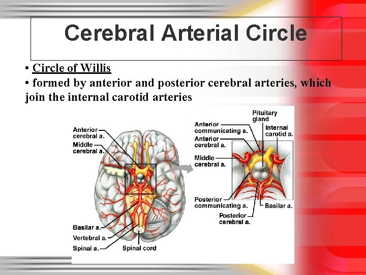 Cerebral Arterial Circle • Circle of Willis • formed by anterior and posterior cerebral