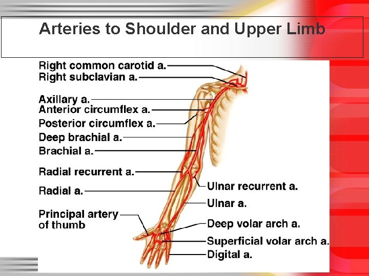 Arteries to Shoulder and Upper Limb 