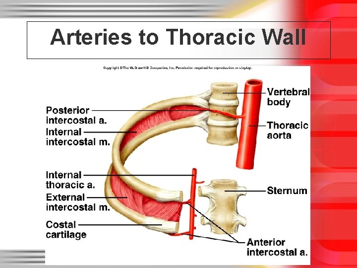 Arteries to Thoracic Wall 
