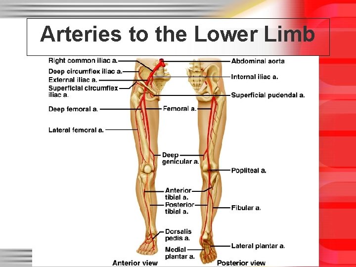 Arteries to the Lower Limb 