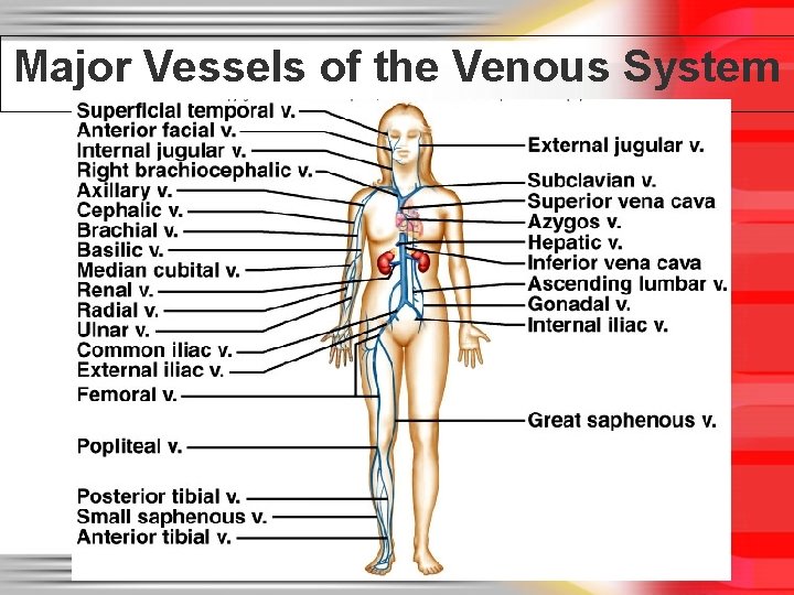 Major Vessels of the Venous System 