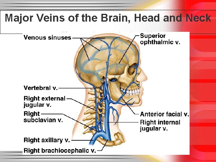 Major Veins of the Brain, Head and Neck 