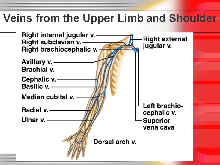 Veins from the Upper Limb and Shoulder 