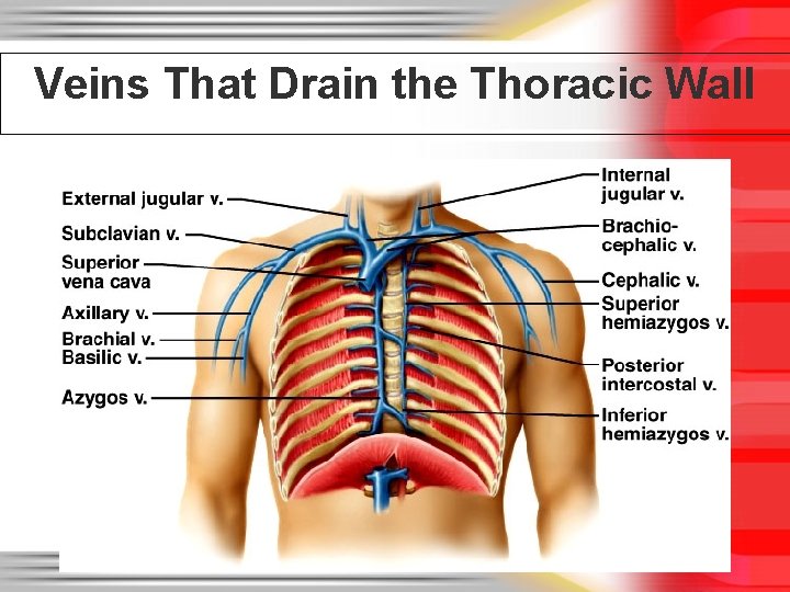 Veins That Drain the Thoracic Wall 