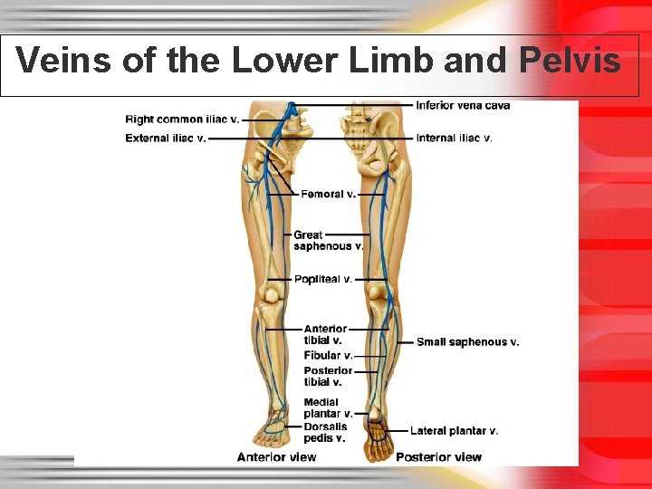 Veins of the Lower Limb and Pelvis 