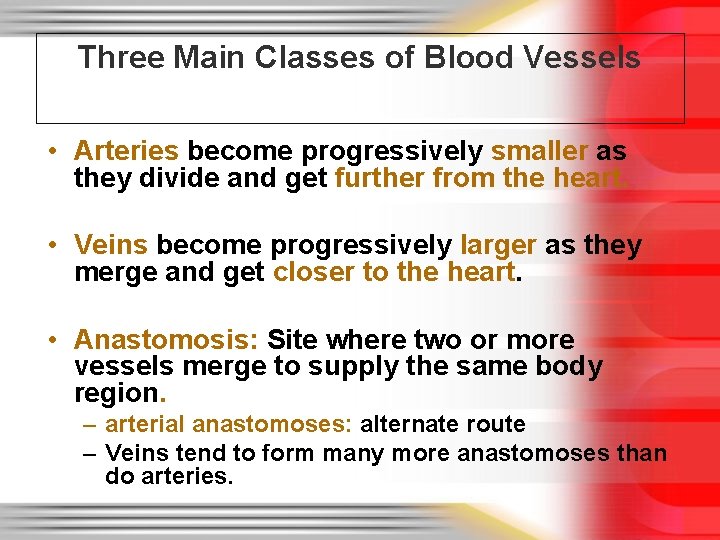 Three Main Classes of Blood Vessels • Arteries become progressively smaller as they divide