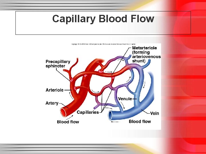 Capillary Blood Flow 